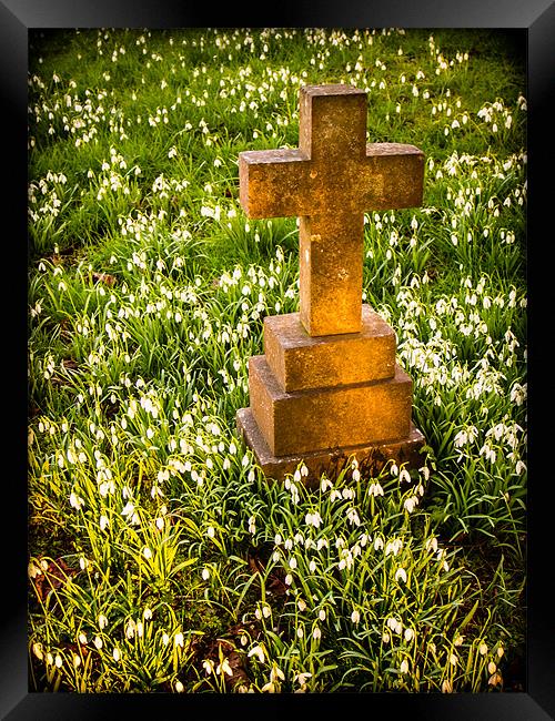 Gravestone with snowdrops Framed Print by Mark Llewellyn