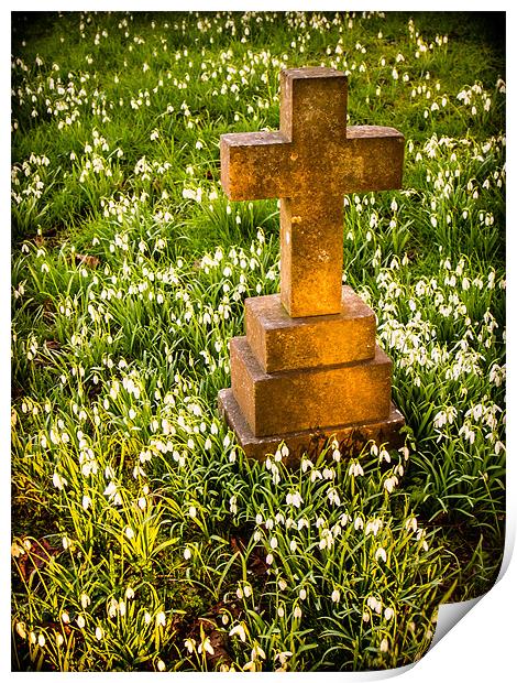 Gravestone with snowdrops Print by Mark Llewellyn