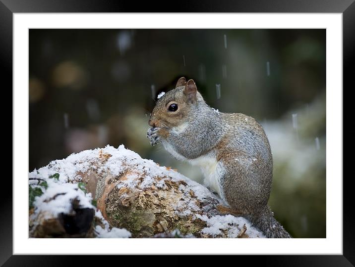 GREY SQUIRREL Framed Mounted Print by Anthony R Dudley (LRPS)