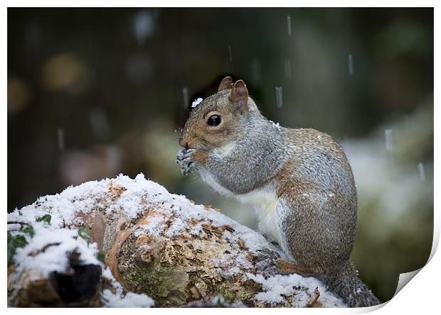 GREY SQUIRREL Print by Anthony R Dudley (LRPS)