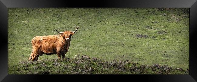 HIGHLAND CATTLE Framed Print by Anthony R Dudley (LRPS)