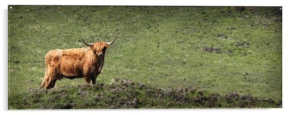HIGHLAND CATTLE Acrylic by Anthony R Dudley (LRPS)
