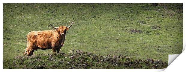 HIGHLAND CATTLE Print by Anthony R Dudley (LRPS)