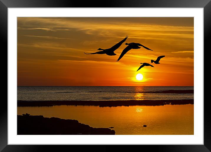 flying sunset Framed Mounted Print by Kelvin Rumsby