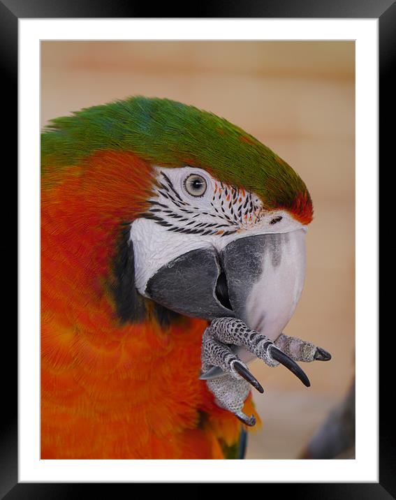 Macaw Framed Mounted Print by sharon bennett