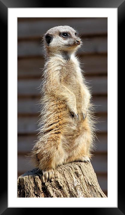 Standing Proud Framed Mounted Print by Julie Ormiston