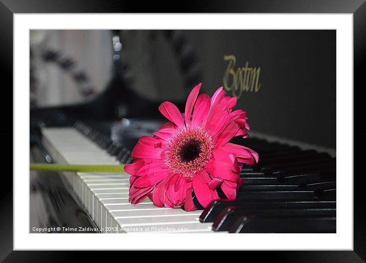 Flower on the keyboard Framed Mounted Print by Telmo Zaldivar Jr