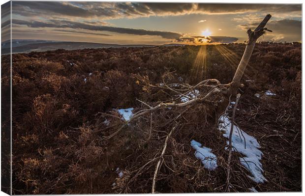Sunset in the North Yorkshire Moors Canvas Print by Phil Tinkler