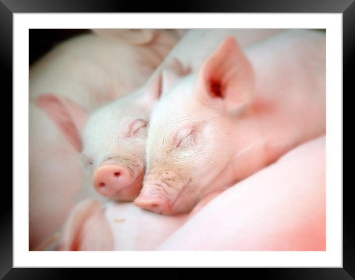 Sleeping  piglets Framed Mounted Print by christopher darmanin