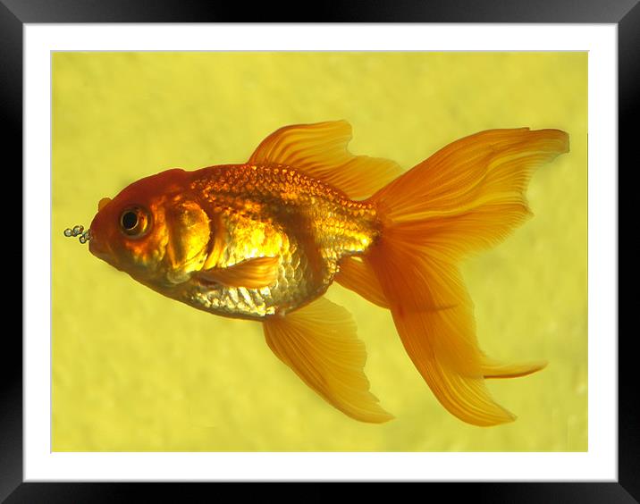 fish in yellow Framed Mounted Print by christopher darmanin