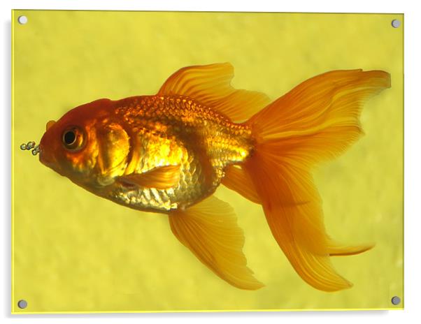 fish in yellow Acrylic by christopher darmanin