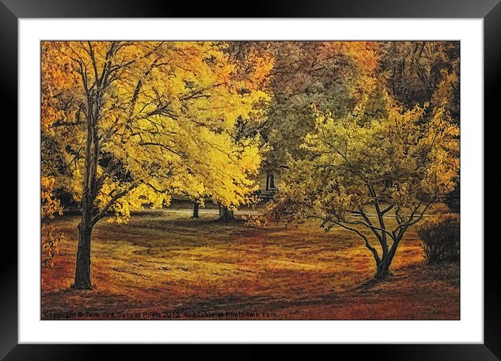AUTUMN TREES Framed Mounted Print by Tom York