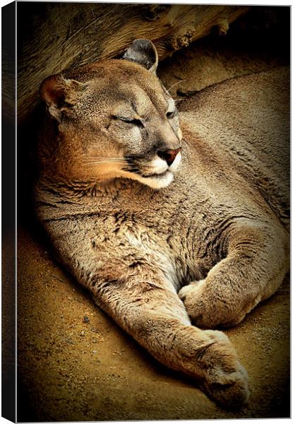 A Puma sleeps having a  lazy day Canvas Print by Jon Fixter
