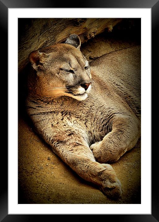 A Puma sleeps having a  lazy day Framed Mounted Print by Jon Fixter