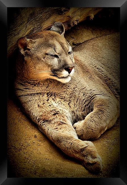 A Puma sleeps having a  lazy day Framed Print by Jon Fixter