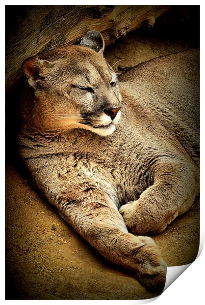 A Puma sleeps having a  lazy day Print by Jon Fixter