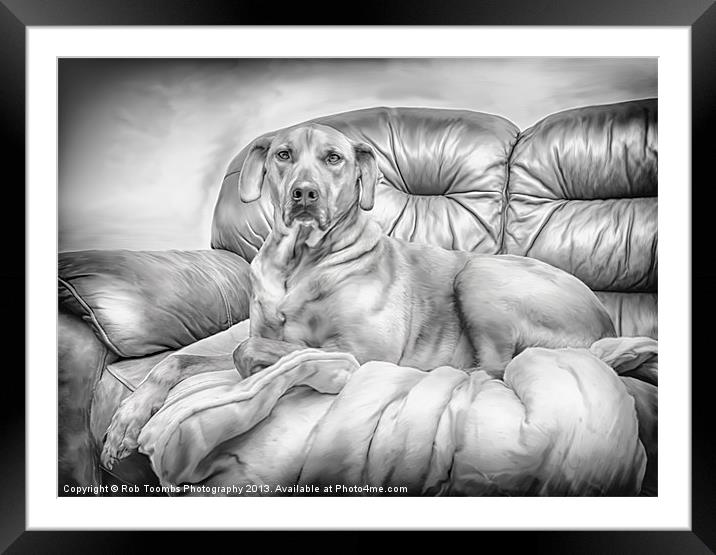 THE PROUD RIDGEBACK Framed Mounted Print by Rob Toombs
