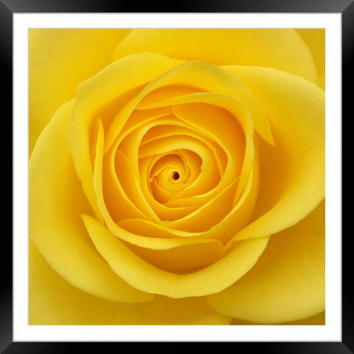 Yellow rose Framed Mounted Print by christopher darmanin