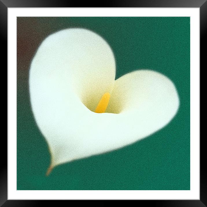 Lily with love Framed Mounted Print by christopher darmanin