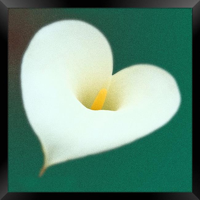 Lily with love Framed Print by christopher darmanin