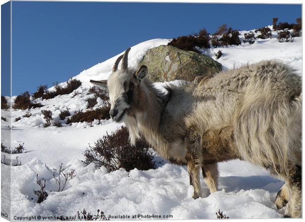 Mountain goat, Scotland Canvas Print by yvonne & paul carroll