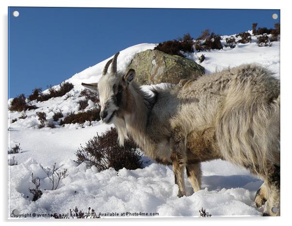 Mountain goat, Scotland Acrylic by yvonne & paul carroll