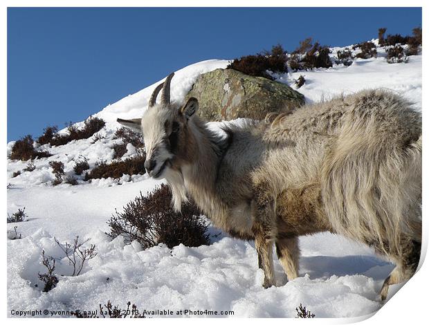 Mountain goat, Scotland Print by yvonne & paul carroll
