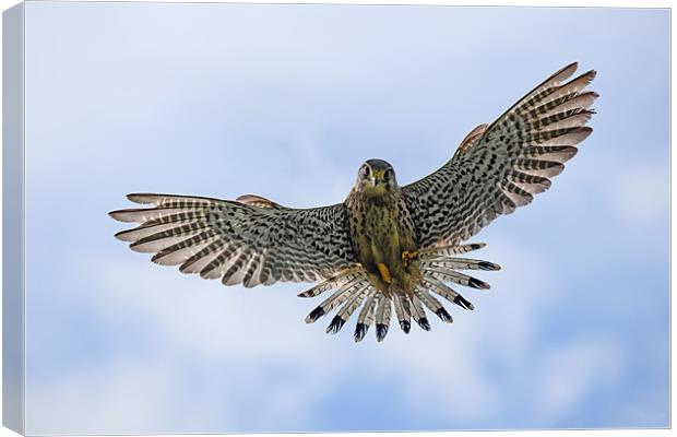 Kestrel about to pounce Canvas Print by Ian Duffield