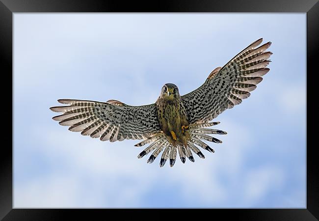 Kestrel about to pounce Framed Print by Ian Duffield