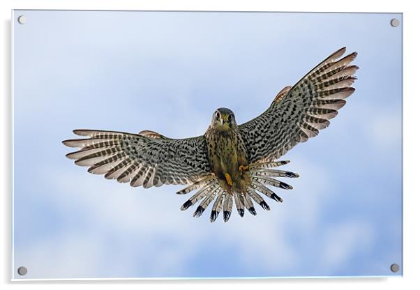 Kestrel about to pounce Acrylic by Ian Duffield