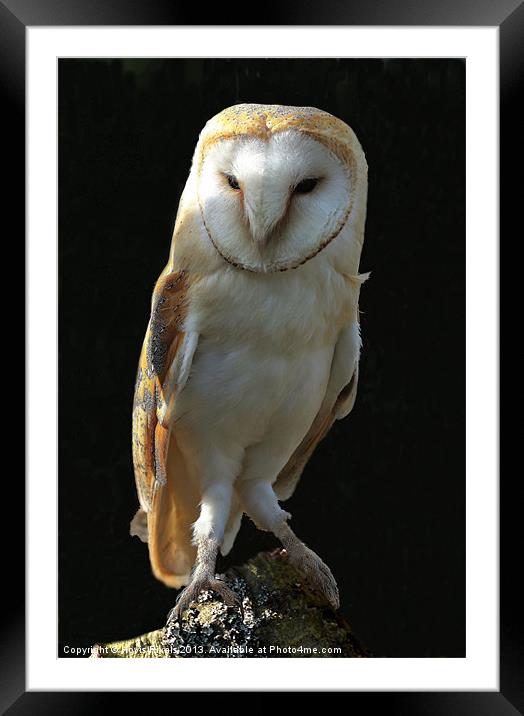 Barn Owl Framed Mounted Print by Dave Burden