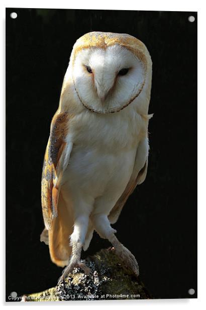 Barn Owl Acrylic by Dave Burden