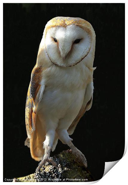 Barn Owl Print by Dave Burden