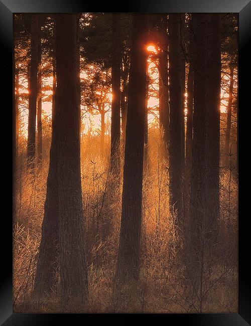 Twigs Framed Print by Laura McGlinn Photog