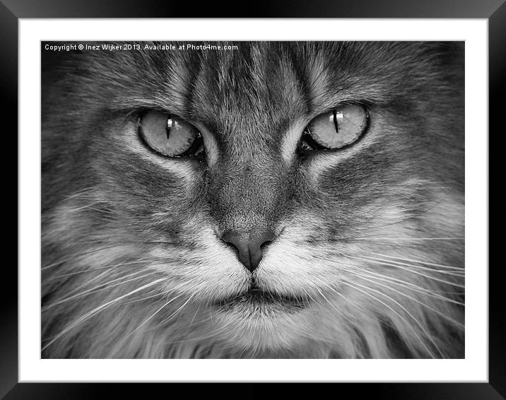 Maine Coon, Cat, Eyes, Face, Whiskers Framed Mounted Print by Inez Wijker
