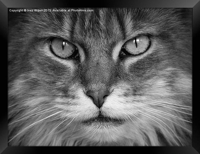 Maine Coon, Cat, Eyes, Face, Whiskers Framed Print by Inez Wijker