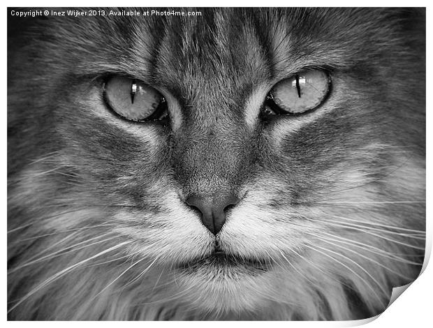 Maine Coon, Cat, Eyes, Face, Whiskers Print by Inez Wijker