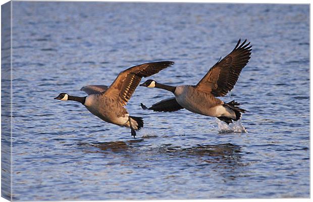 A Pair of Canadian Geese Canvas Print by Simon West