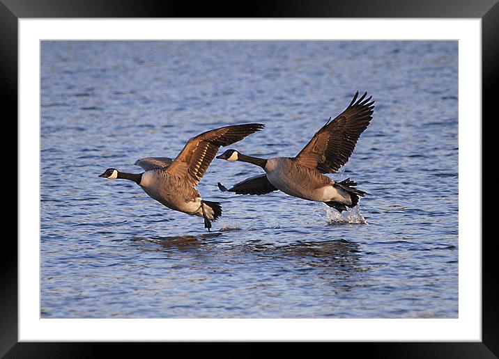 A Pair of Canadian Geese Framed Mounted Print by Simon West