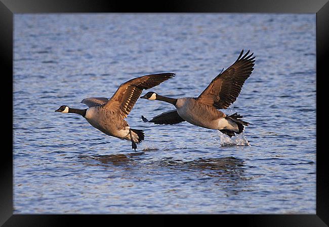 A Pair of Canadian Geese Framed Print by Simon West