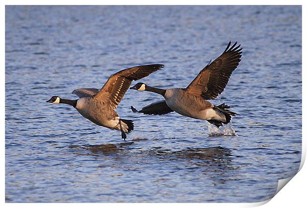 A Pair of Canadian Geese Print by Simon West