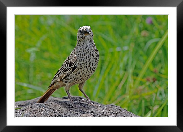 Rufous-tailed weaver Framed Mounted Print by Tony Murtagh
