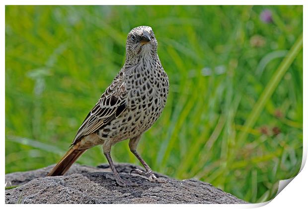 Rufous-tailed weaver Print by Tony Murtagh