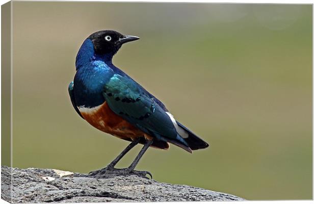 Superb Starling Canvas Print by Tony Murtagh