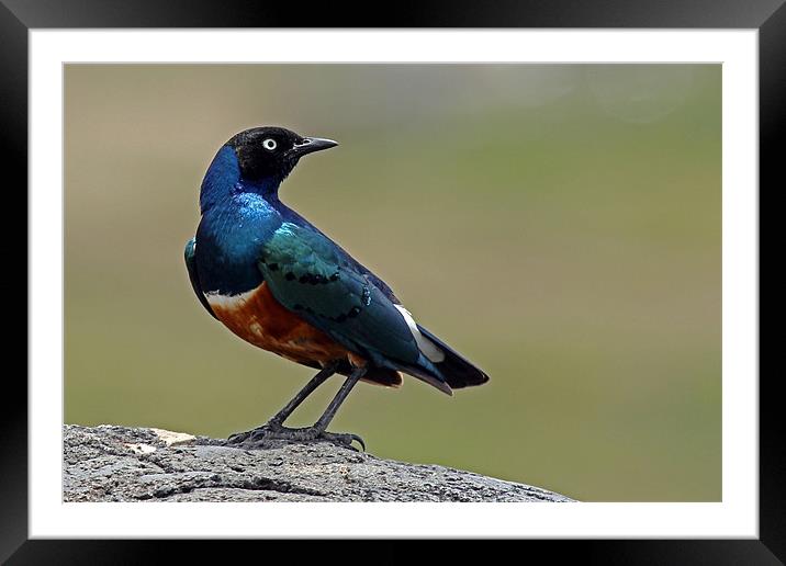 Superb Starling Framed Mounted Print by Tony Murtagh