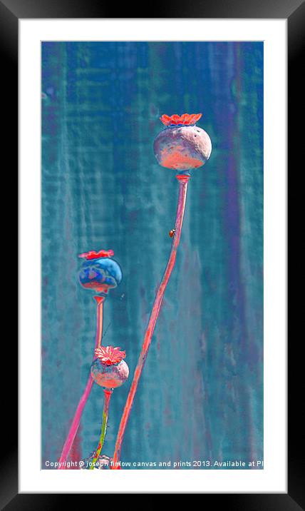 Tall Poppies Framed Mounted Print by joseph finlow canvas and prints