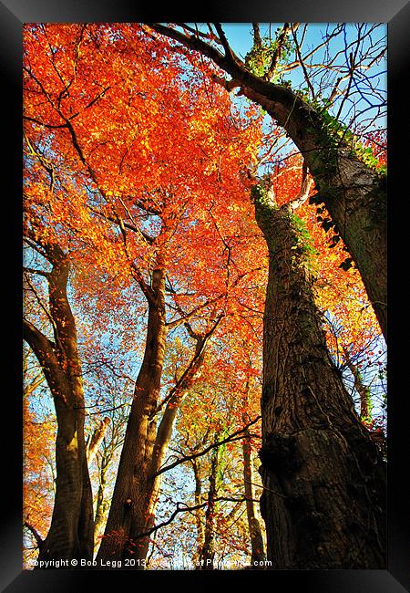 Autumn Trees Framed Print by Bob Legg