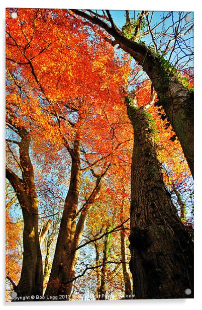 Autumn Trees Acrylic by Bob Legg