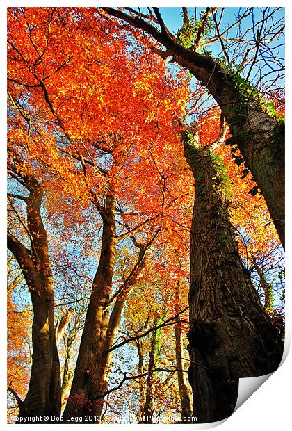 Autumn Trees Print by Bob Legg