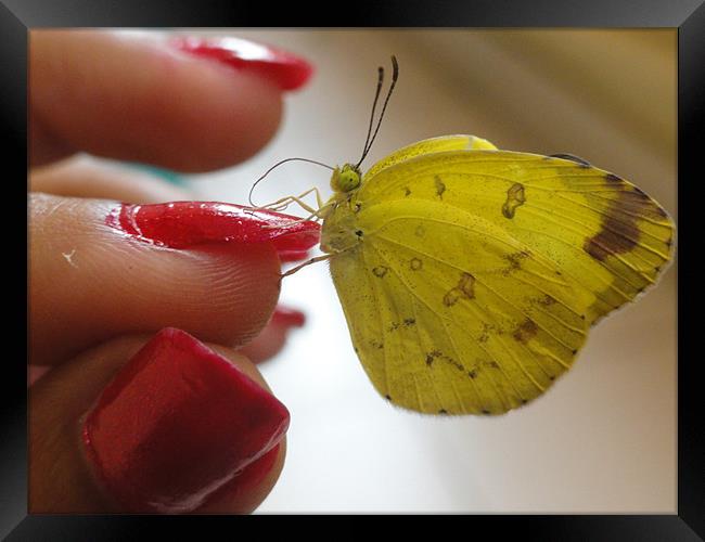 Butterly in hand Framed Print by Preethy S